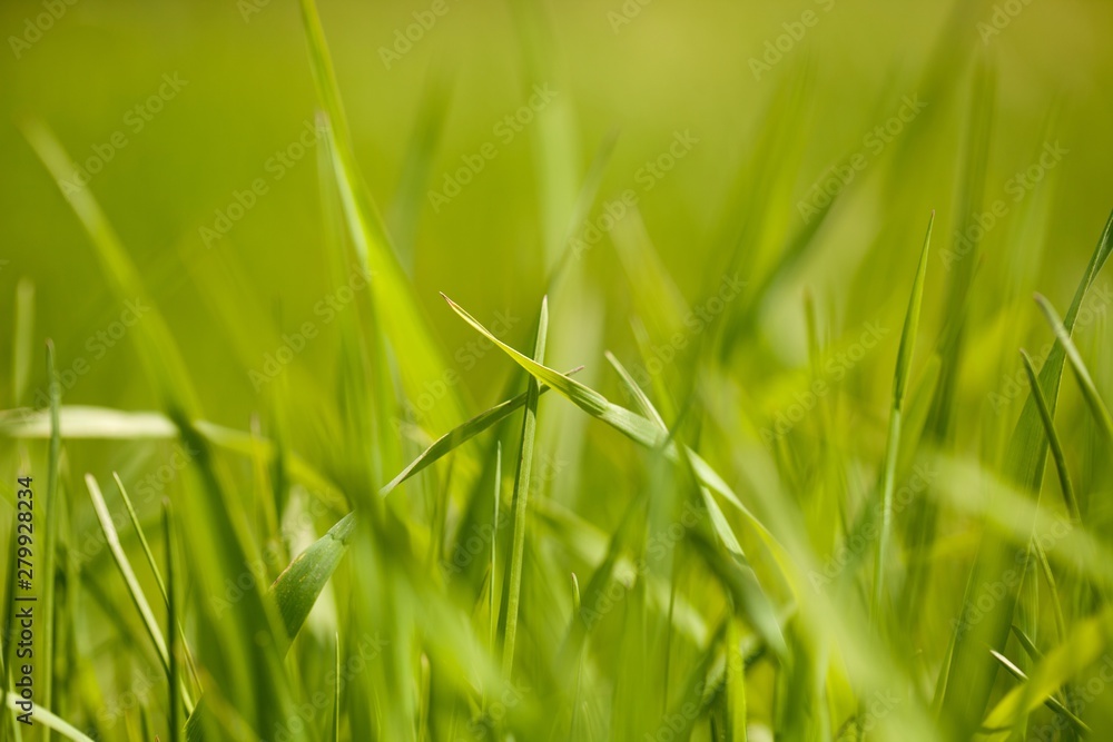 Grass Leaves Grass Leaves