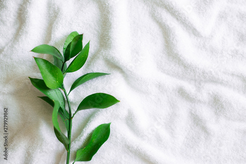 Green branch on white towel background with copy space  RGreen branch on white towel background with copy space