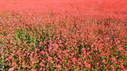 Blooming red buckwheat field and forest, Minowa, Nagano, Japan photo