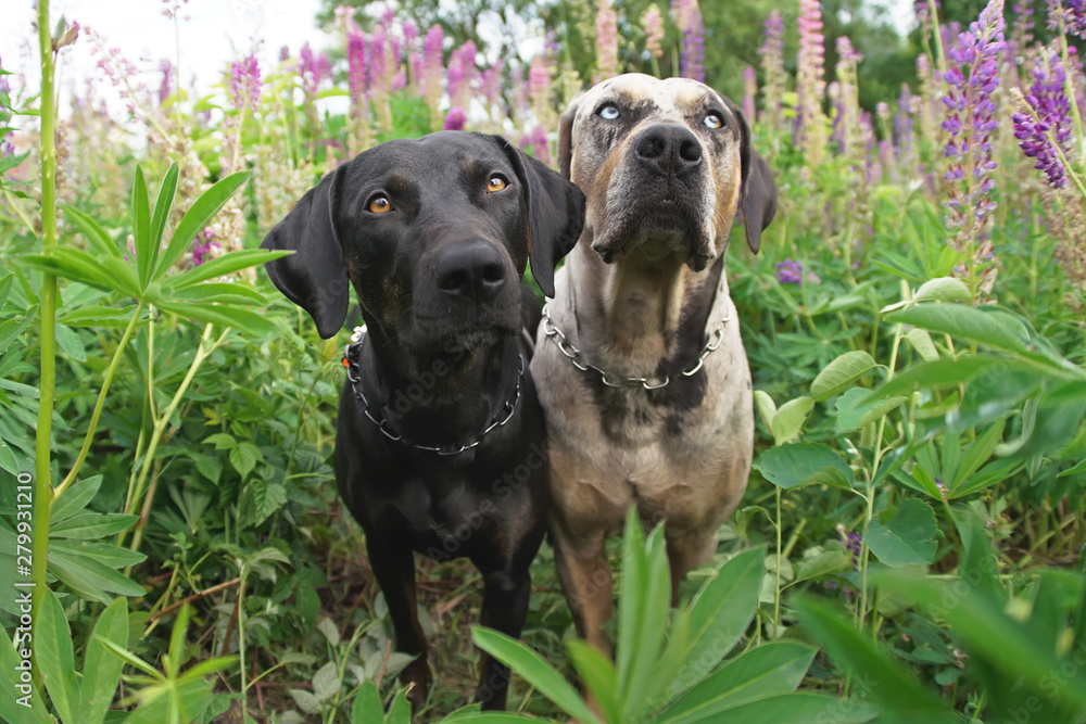 Gray leopard and black with brindle trim Louisiana Catahoula Leopard dogs with chain collars staying outdoors in a green grass with violet and pink lupine flowers in summer. Wide angle view