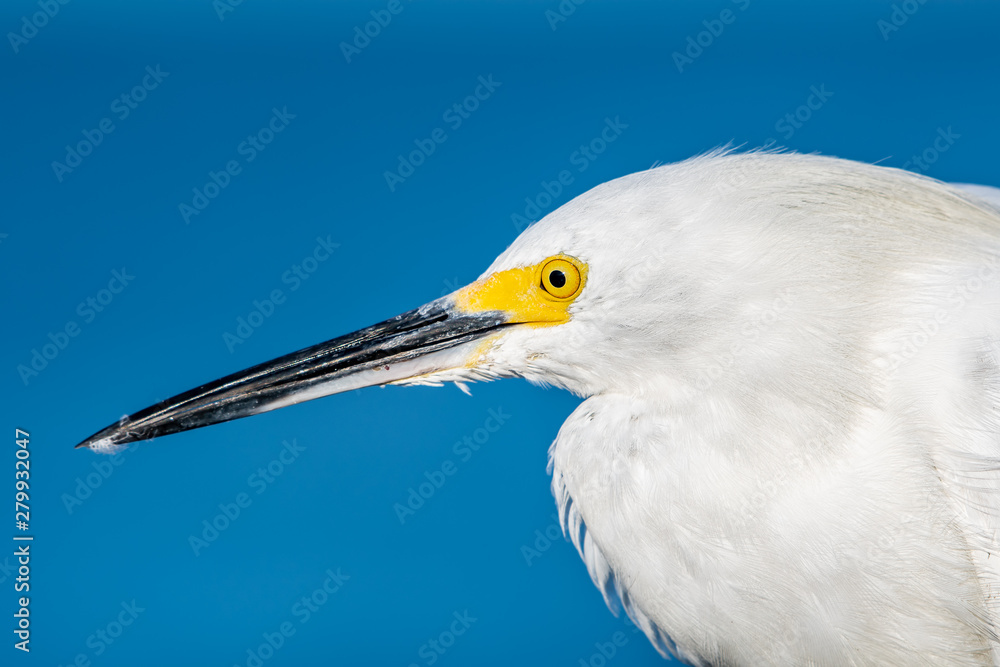 Close up head shot of a snowy egret Close up head shot of a snowy egret