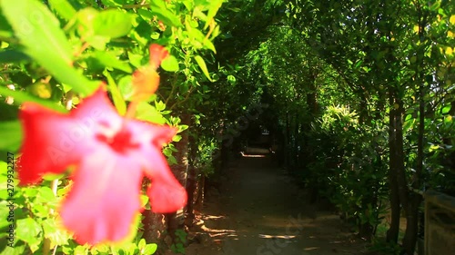 Lockdown shot of Hibiscus flower and Fukugi trees, Bise, Okinawa photo