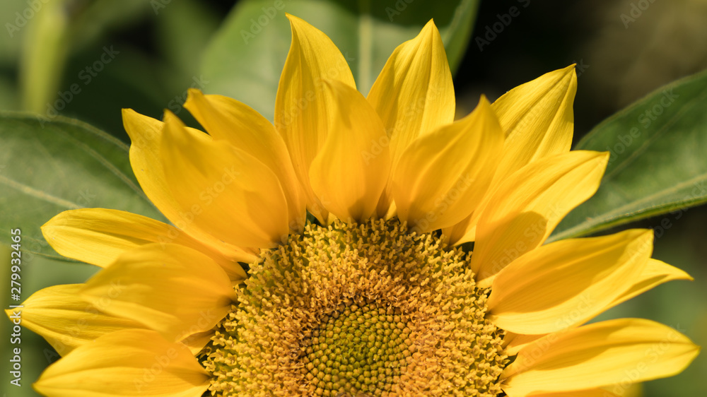 Obraz premium sunflower and bee