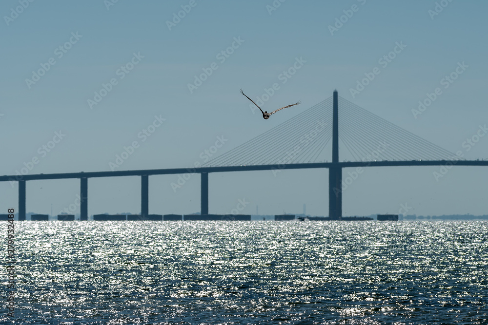 view of the bridge and a bird on a sunny day in Florida