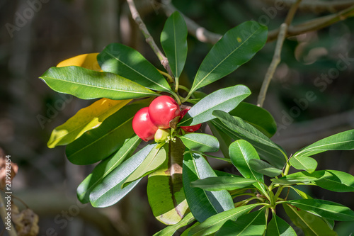 Tropical plant in Florida with red berries