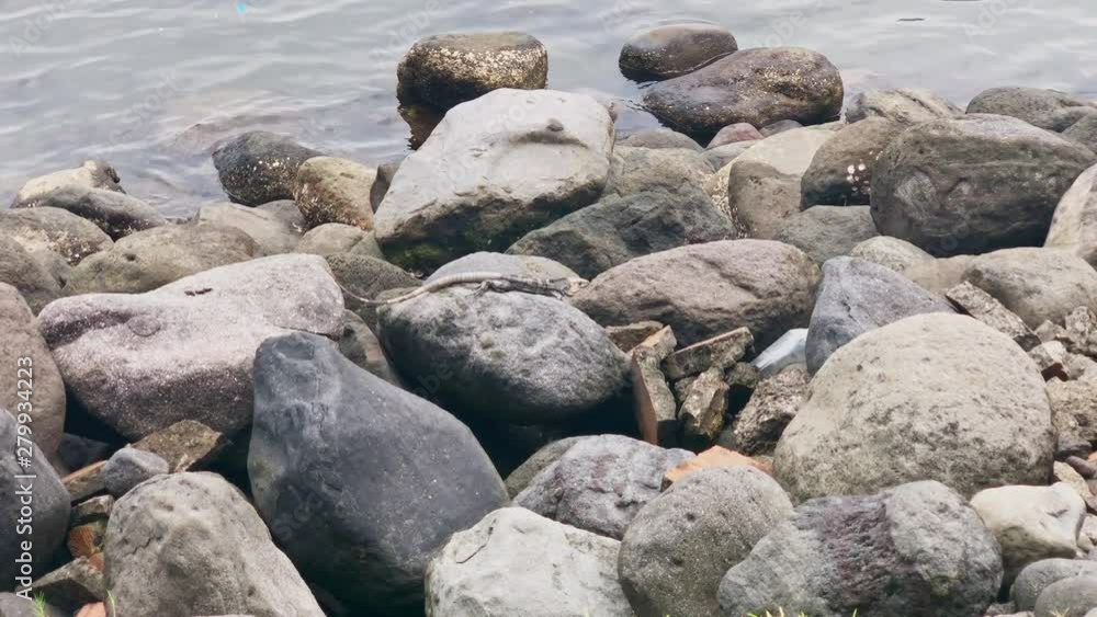 Green Iguana walking over island rocks by the water in South America. Green Iguana walking over island rocks by the water in South America.