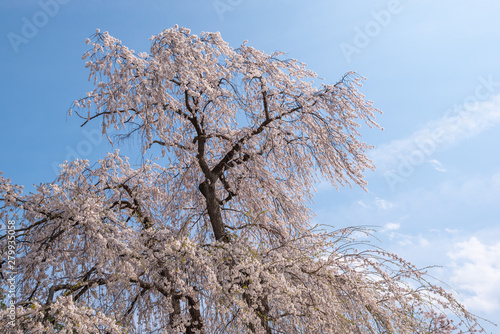 Cherry blossom full bloom at Garyu park, Nagano photo