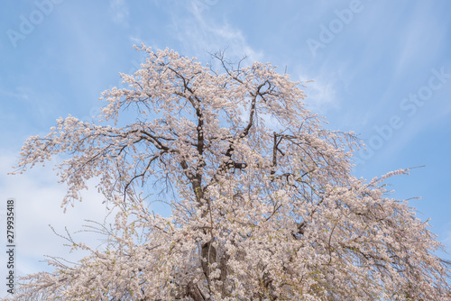 Cherry blossom full bloom at Garyu park, Nagano photo