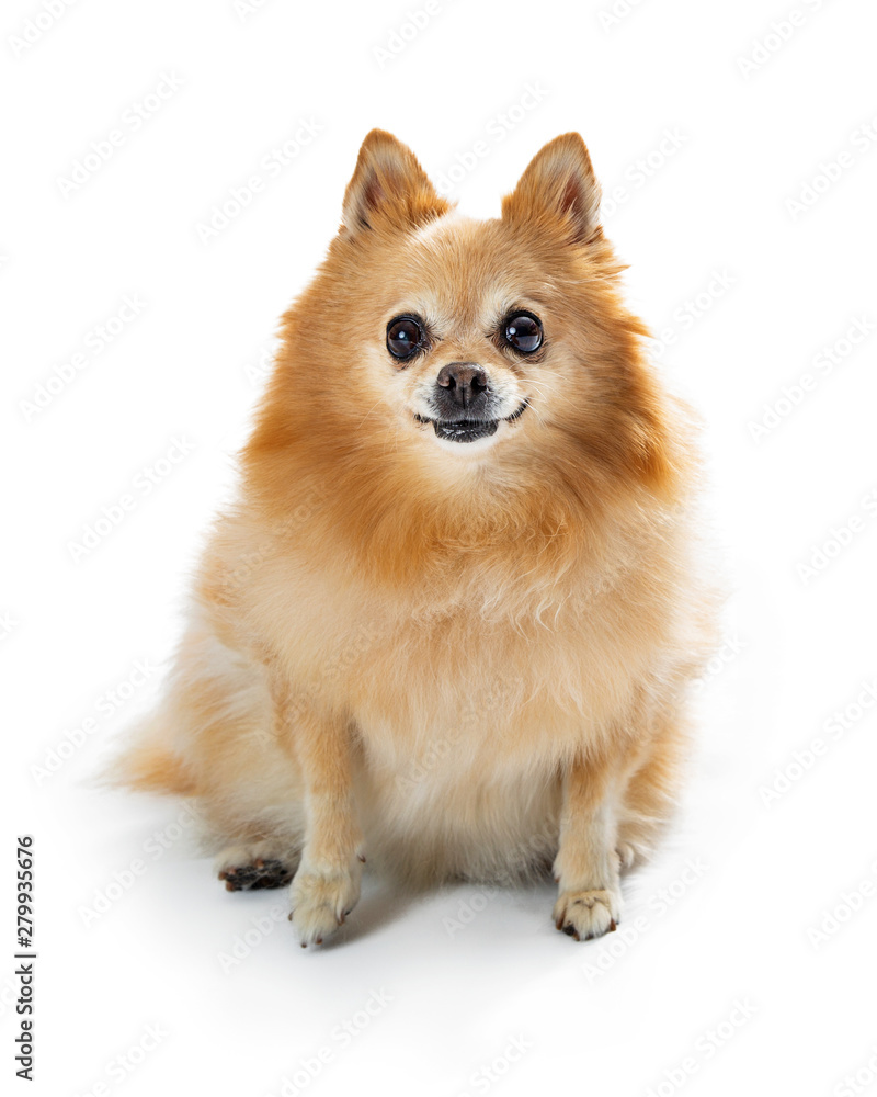 Pomeranian Cute Smiling Dog Facing Forward Pomeranian Cute Smiling Dog Facing Forward
