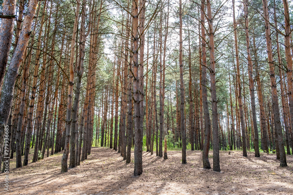Obraz premium Wood grove of conifer trees in Gomel, Belarus