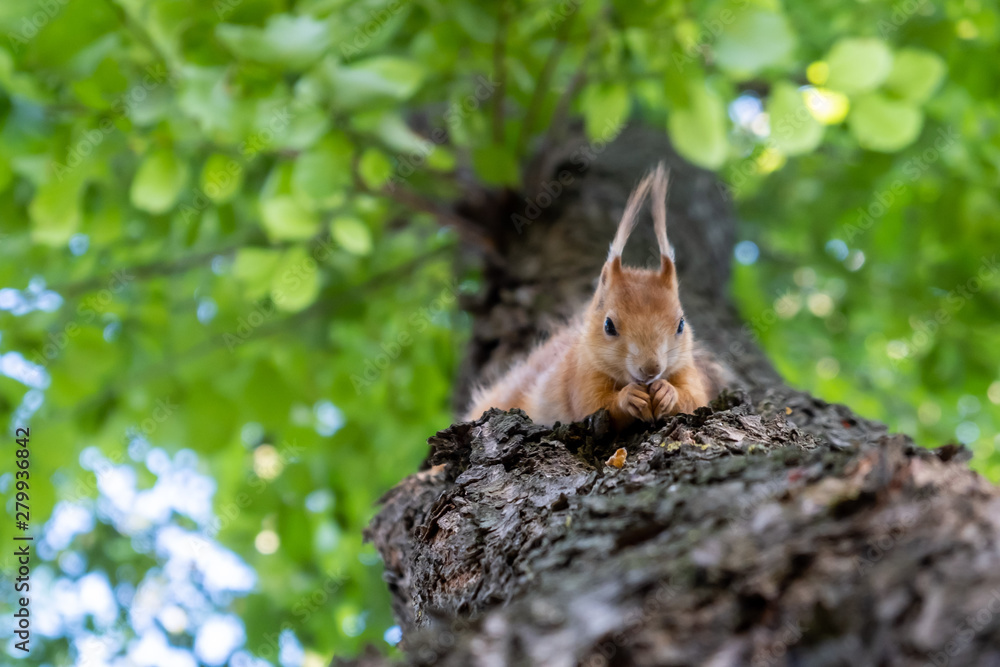 Extreme closeup of red squirrel feeding on a tree on blurred background