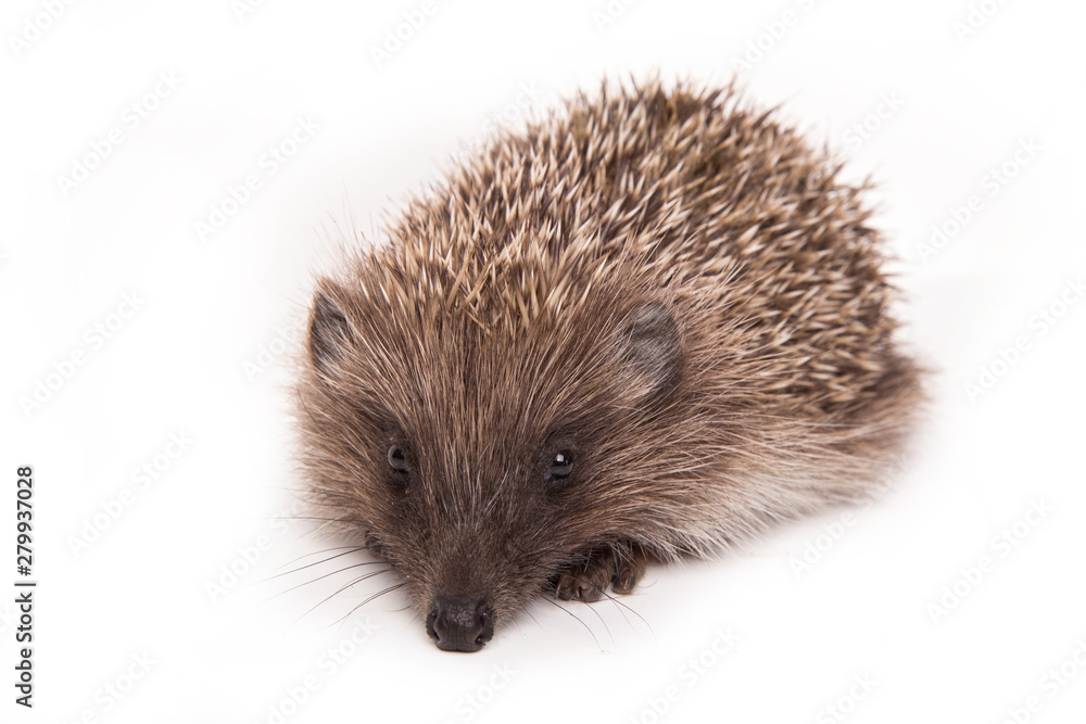 Hedgehog isolated on white background Close-up Hedgehog isolated on white background Close-up