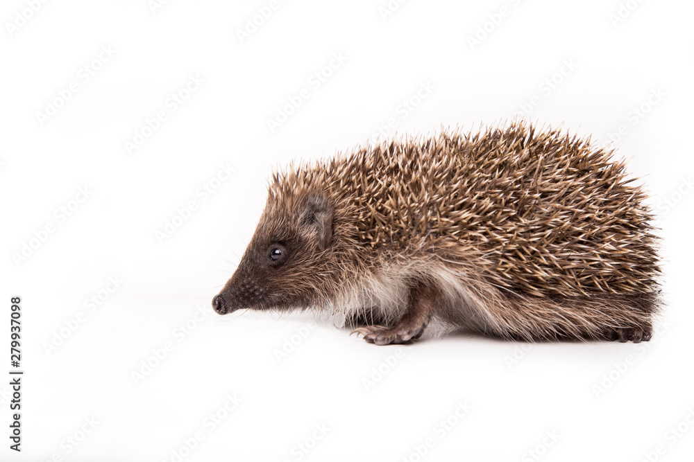 Hedgehog isolated on white background Close-up Hedgehog isolated on white background Close-up
