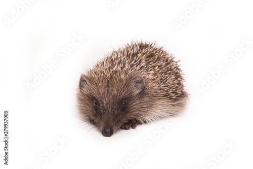 Hedgehog isolated on white background Close-up 