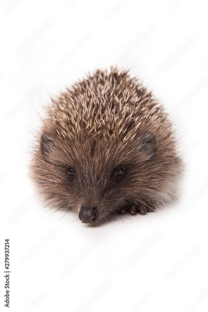 Hedgehog isolated on white background Close-up Hedgehog isolated on white background Close-up