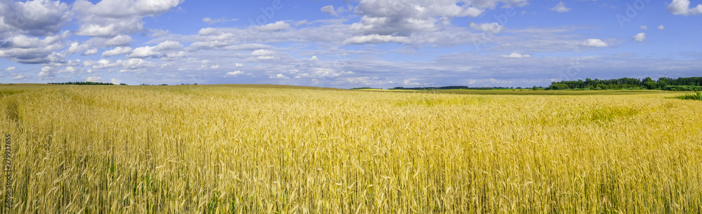 Wide panorama of wheat field under beautiful sky
