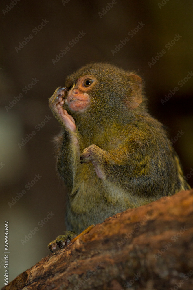 Pygmy marmoset (Cebuella pygmaea). Pygmy marmoset (Cebuella pygmaea).