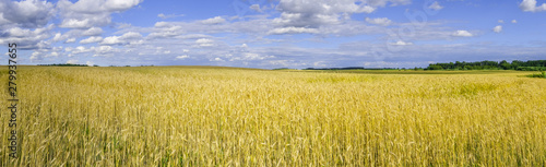 Wide panorama of wheat field under beautiful sky