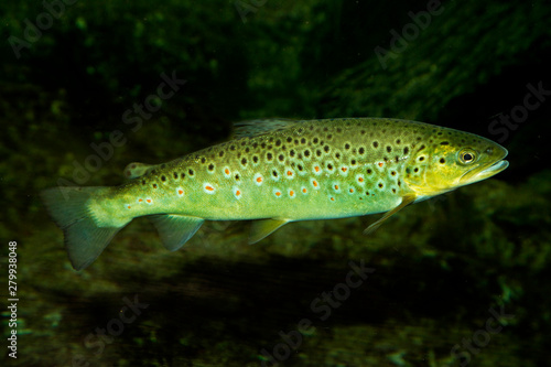 Brown trout (Salmo trutta fario).