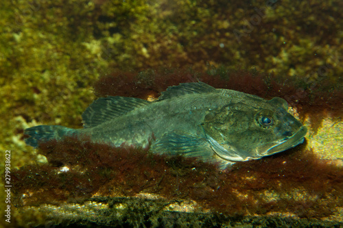 Fotografía Shorthorn sculpin, short-spined sea scorpion, bull-head, bull-rout , father-lasher (Myoxocephalus scorpius)