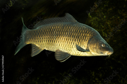 Common carp or European carp (Cyprinus carpio).