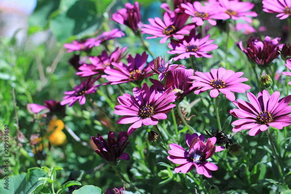Flowers Flowers