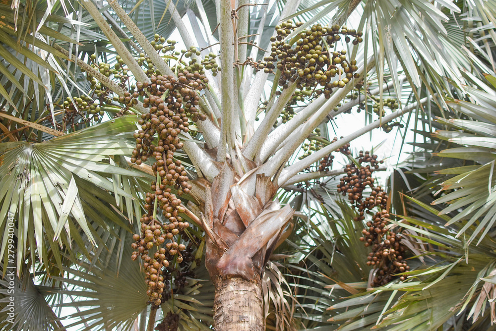 Palm trees on a white background.