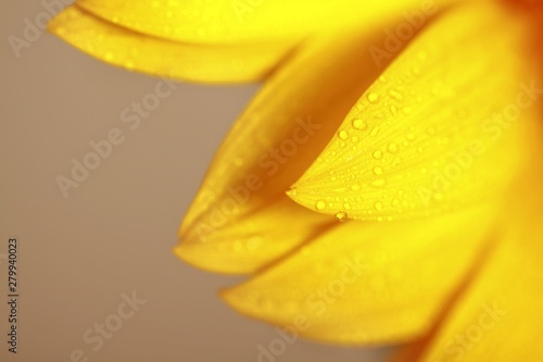 Wallpaper Mural Close-up of a sunflower petals Torontodigital.ca