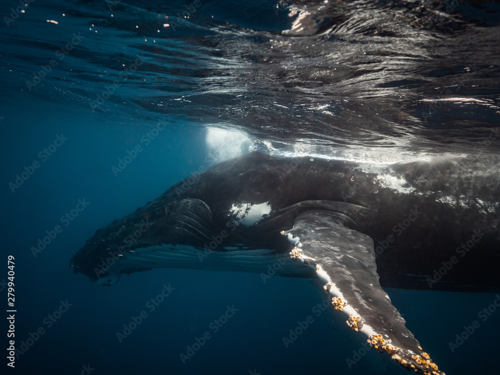 Fototapeta premium Big beautiful whale underwater in sea water