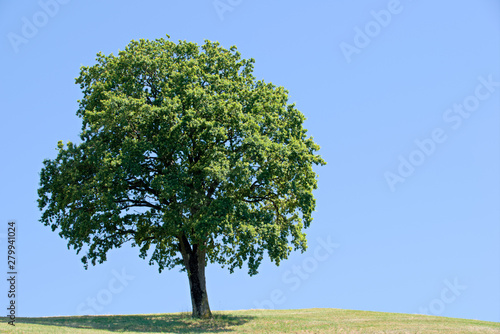 Tree with blue sky as background