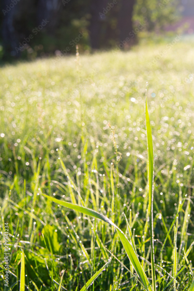 Water drops of dew on green grass in sunlight in a field during sunrise