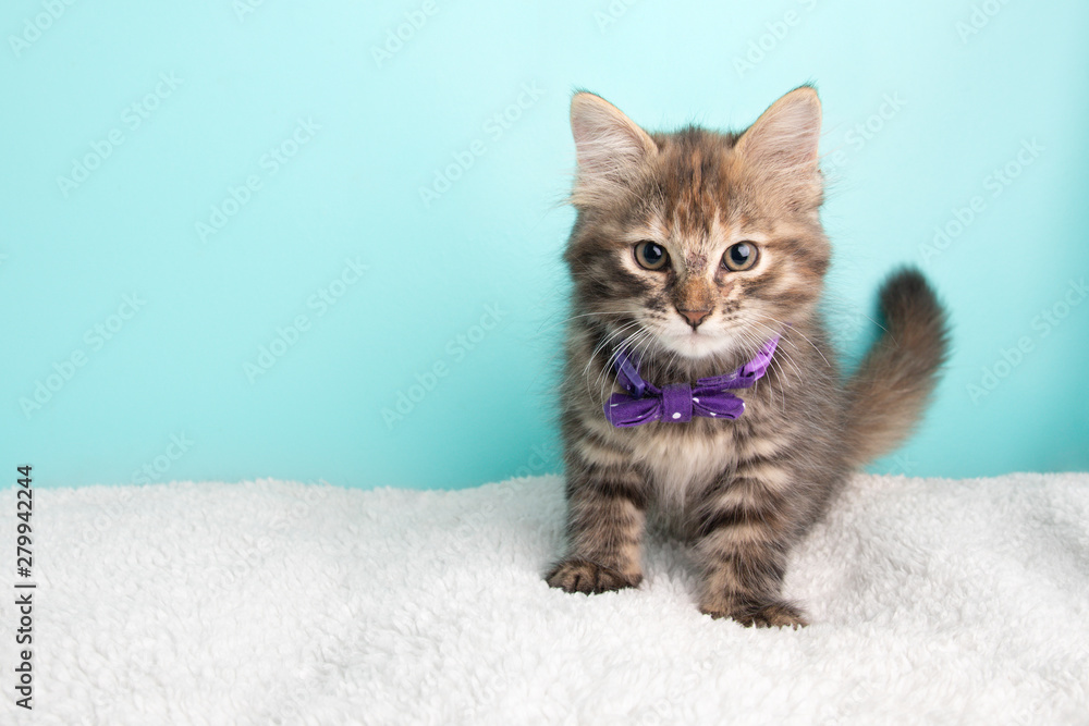 Cute Fluffy Young Tabby Kitten Rescue Cat Wearing Purple and White Poka Dotted Bow Tie Sitting Looking at Camera