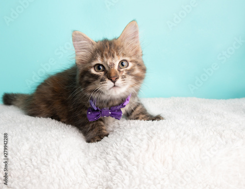 Cute Fluffy Young Tabby Kitten Rescue Cat Wearing Purple and White Poka Dotted Bow Tie Lying Down Looking to the Right