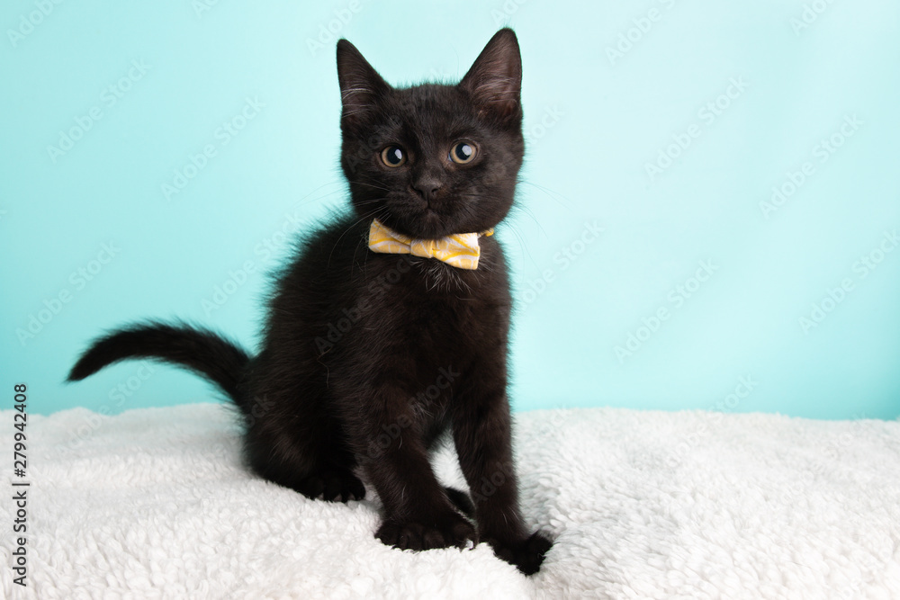 Cute Young Black and White Cat Kitten Rescue Wearing White and Yellow Bow Tie Sitting Looking to the Left