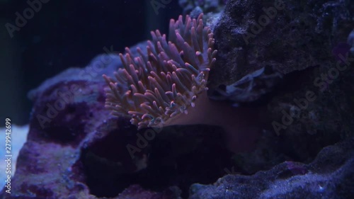 Bubbletip anemone in home Reef aquarium photo