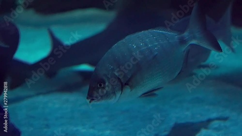 Large Display Aquarium with Sharks at the Houston Aquarium photo