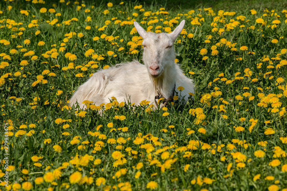 Fototapeta premium White goat resting in a clearing.