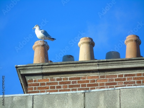 seagull on the roof