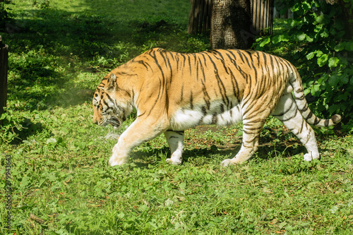 Beautiful big striped tiger on green grass.