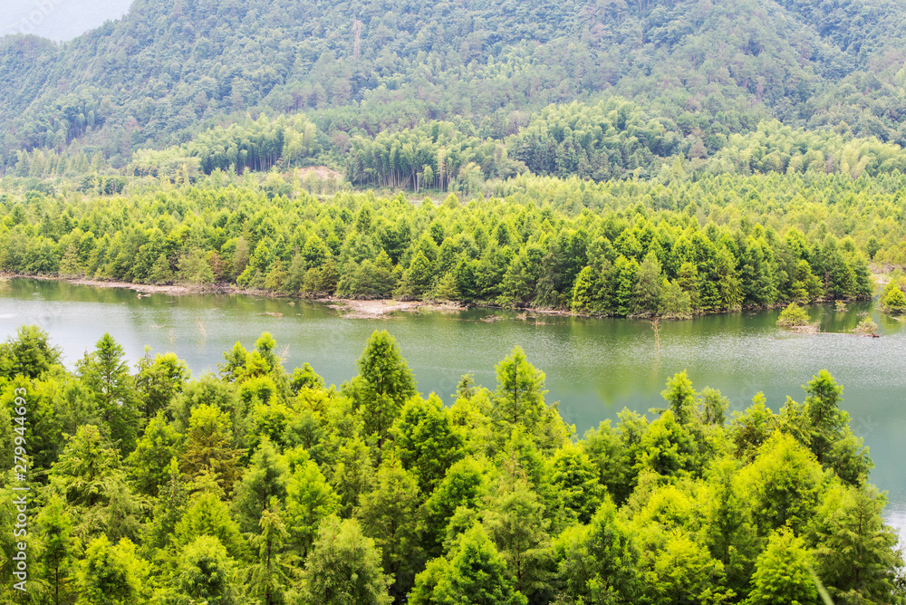 Aerial photo of the floating forest of Chinese fir in fangtang wetland, ningguo city, anhui province, China Aerial photo of the floating forest of Chinese fir in fangtang wetland, ningguo city, anhui province, China
