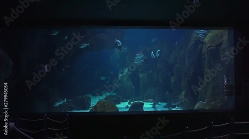 Large Display Aquarium with Sharks at the Houston Aquarium photo