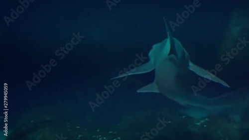 Large Display Aquarium with Sharks at the Houston Aquarium photo