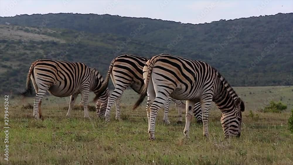 Close up of common zebras grazing in the wild on windy day. South Africa. Slow dolly right Close up of common zebras grazing in the wild on windy day. South Africa. Slow dolly right