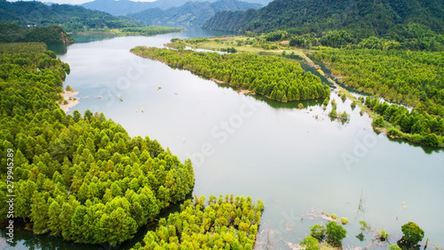 Aerial photo of the floating forest of Chinese fir in fangtang wetland  ningguo city  anhui province  China