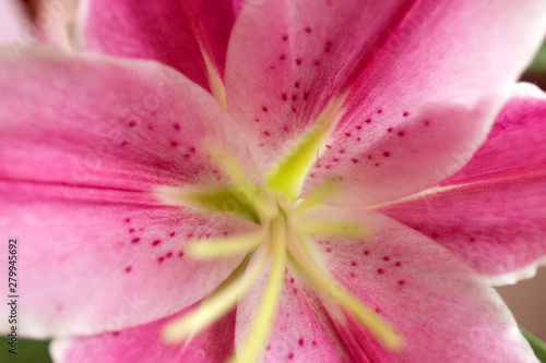 Macro pink big lily flower with soft focus. Abstract close up petal blur background
