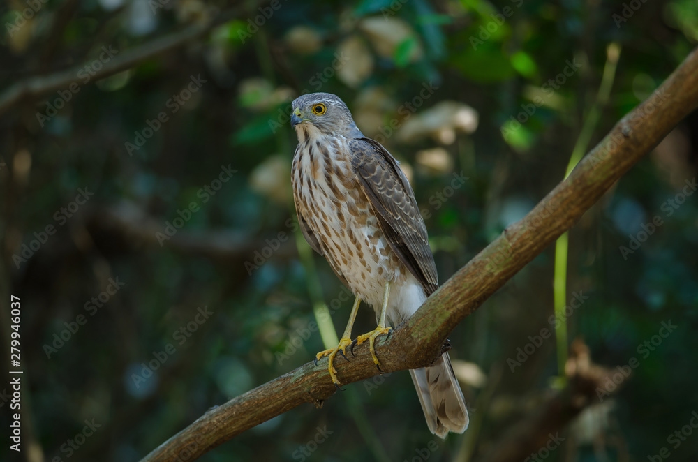 Besra Sparrowhawk (Accipiter virgatus fuscipectus) Besra Sparrowhawk (Accipiter virgatus fuscipectus)