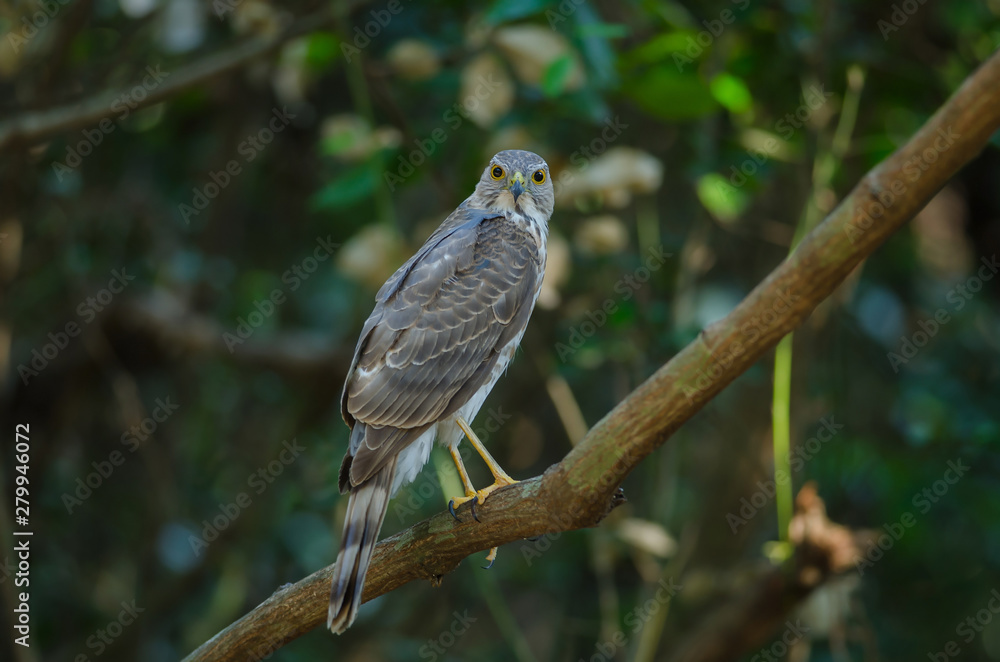Besra Sparrowhawk (Accipiter virgatus fuscipectus) Besra Sparrowhawk (Accipiter virgatus fuscipectus)