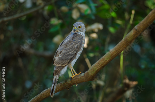 Besra Sparrowhawk (Accipiter virgatus fuscipectus)