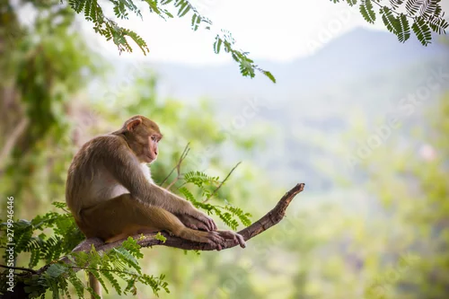 Fototapeta samoprzylepna Samiec małpy obsiadanie na długouszki gałąź i góry tle.