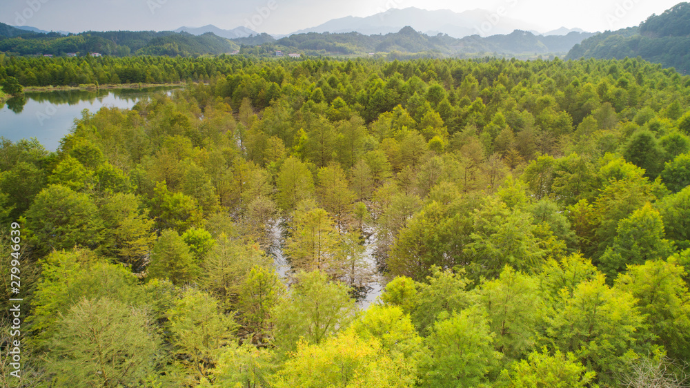 Aerial photo of the floating forest of Chinese fir in fangtang wetland, ningguo city, anhui province, China